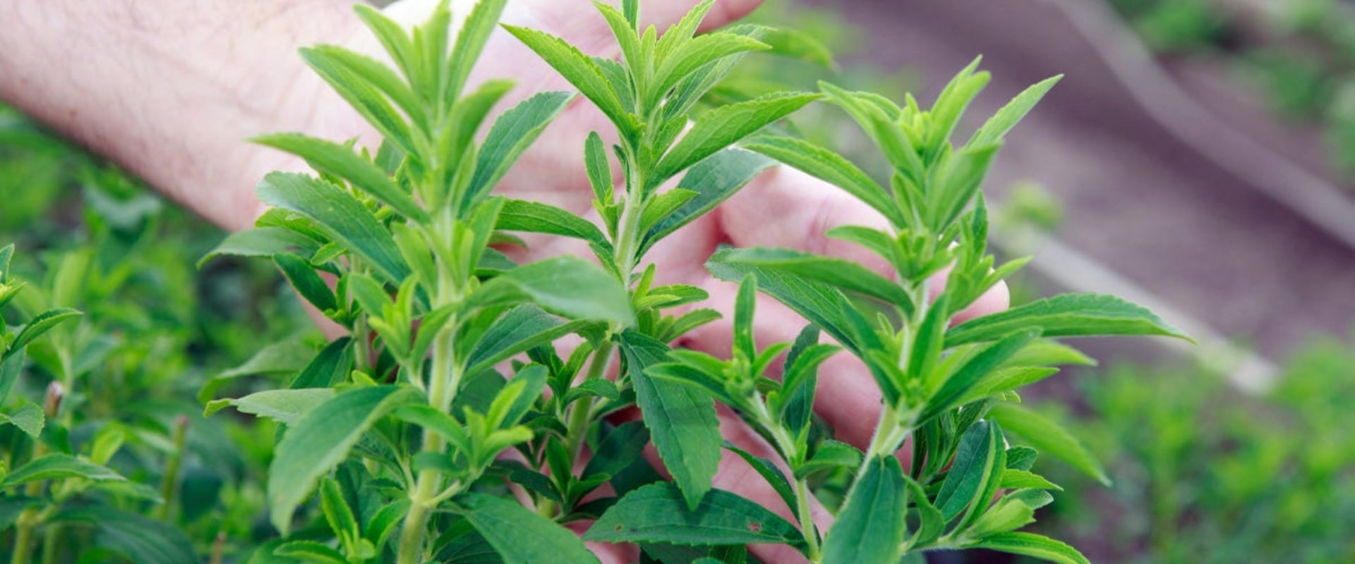 Elevate Your Low-Carb Diet with Stevia: A Sweet Solution