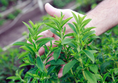 Elevate Your Low-Carb Diet with Stevia: A Sweet Solution
